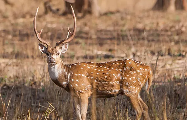 Axis Deer