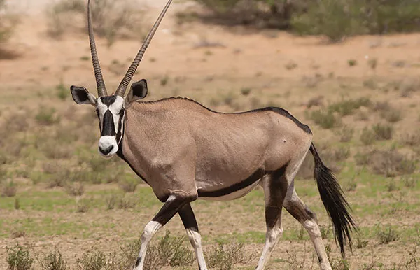Gemsbok