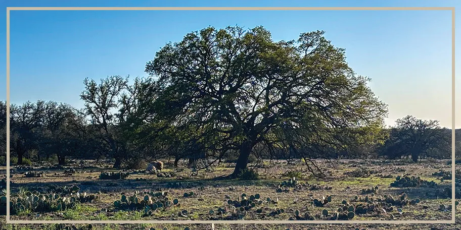 White Buffalo ranch landscape