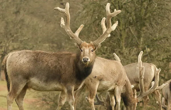Pere David's Deer