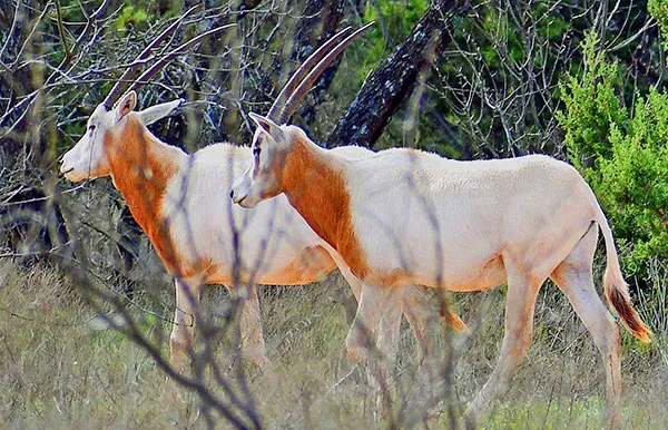 Scimitar-Horned Oryx